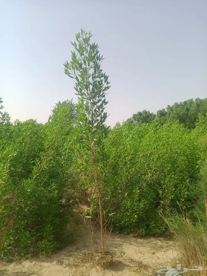 اشجار باحجام مختلفة البيع جمله فقط 7