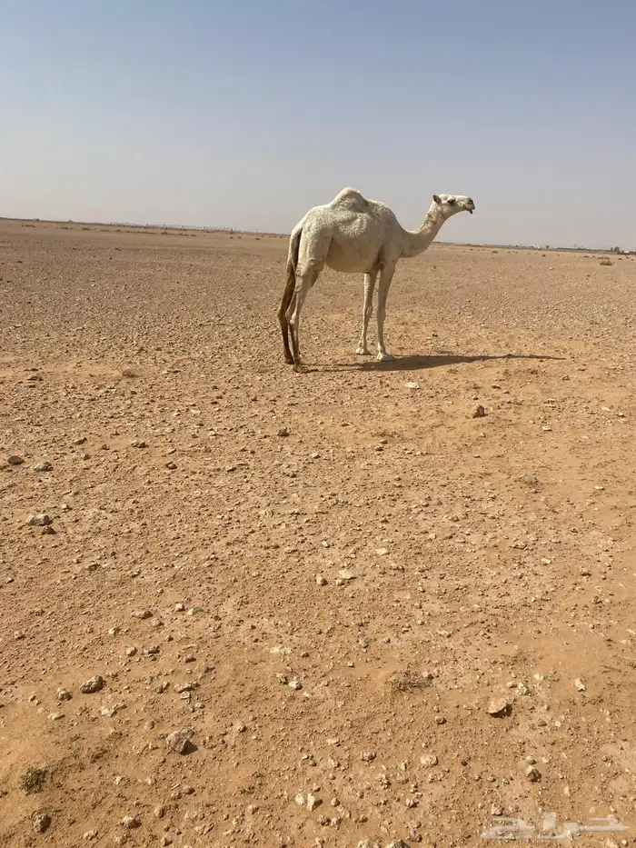 بكره للبيع 0