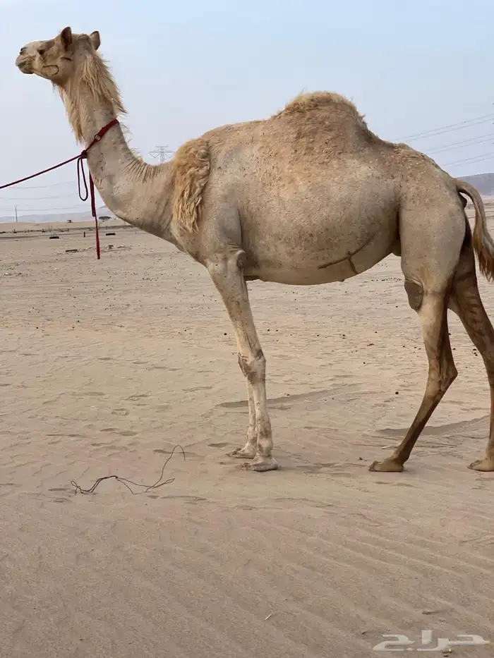للبيع ناقه شكل وسلاله 0