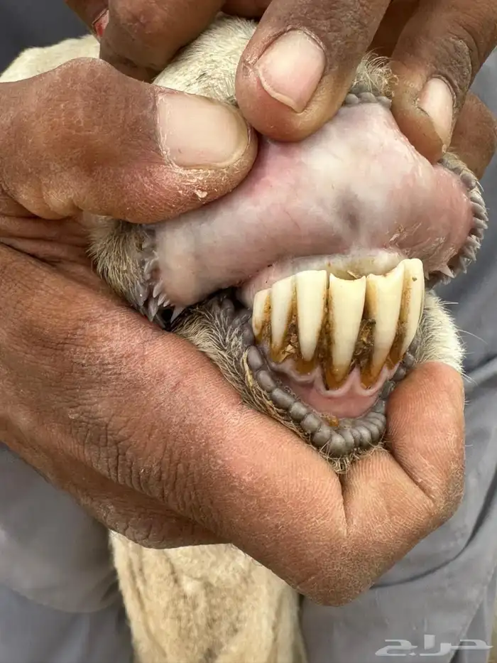 مطلوب معزا 0
