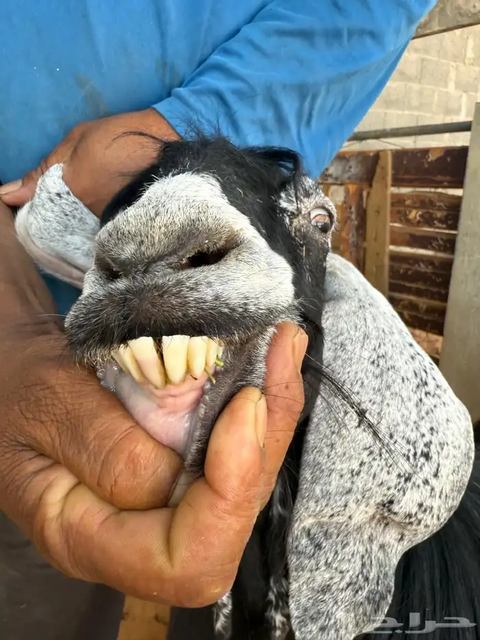 عنز عارضيه حليب طيب 7