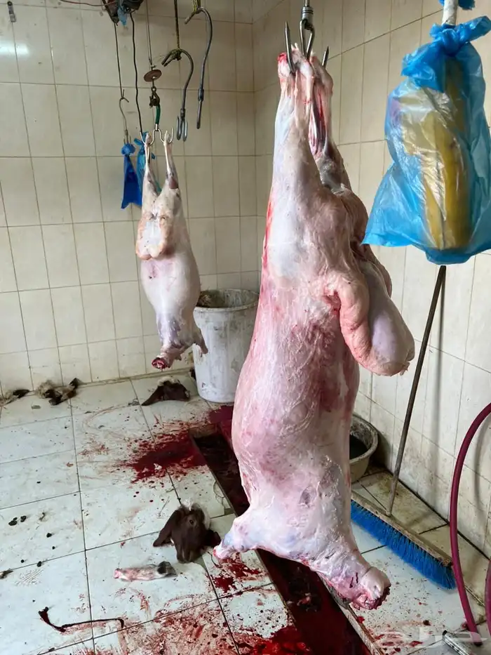 نعيم جبر زوجات ومناسبات وحفلات تمايم 3