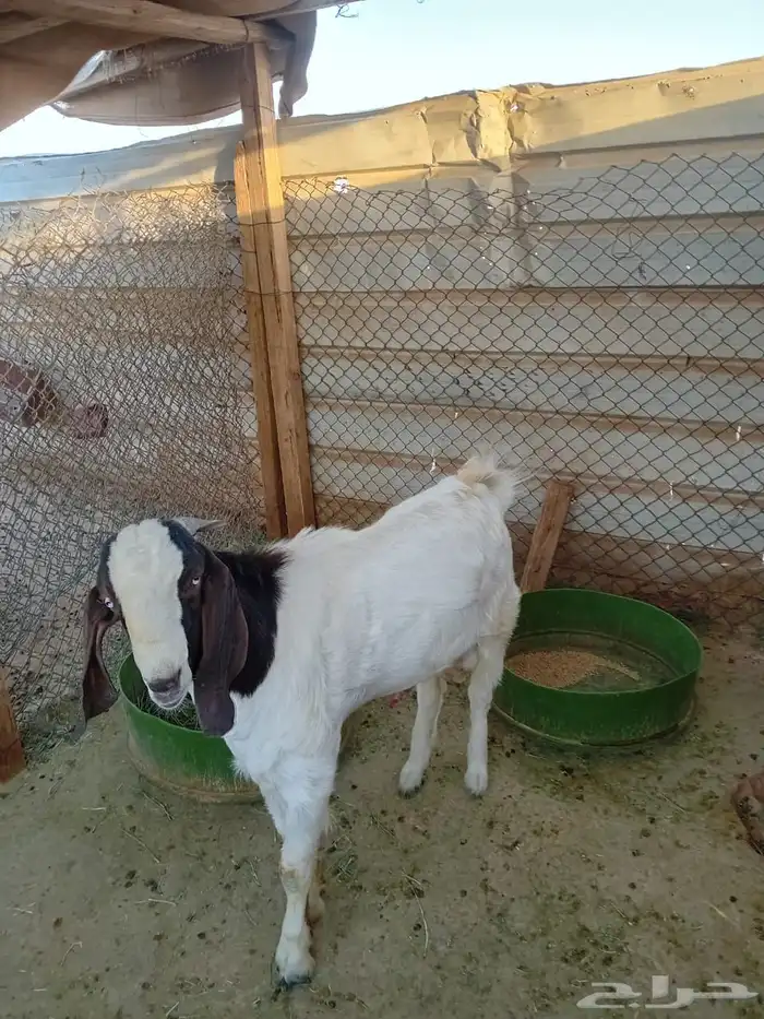 تيس عمره 6 شهور 0