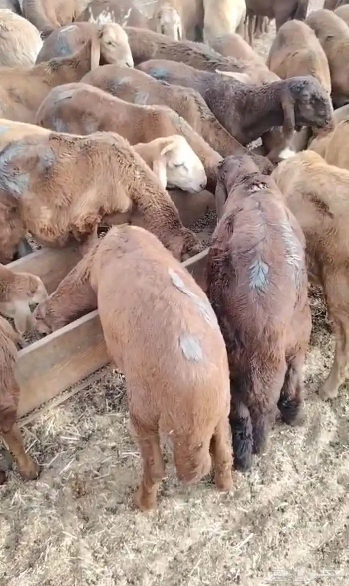 طليان حريات وسواكن مرابي 0