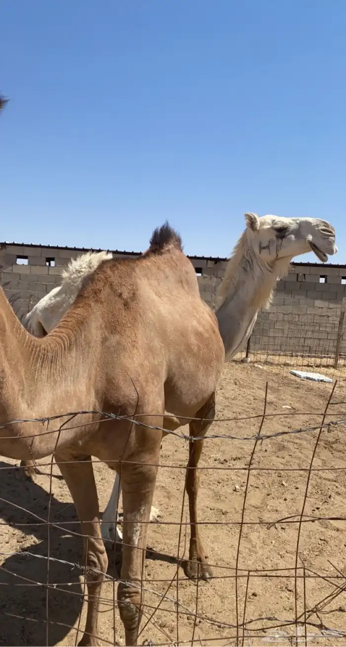 نياق للبيع 0