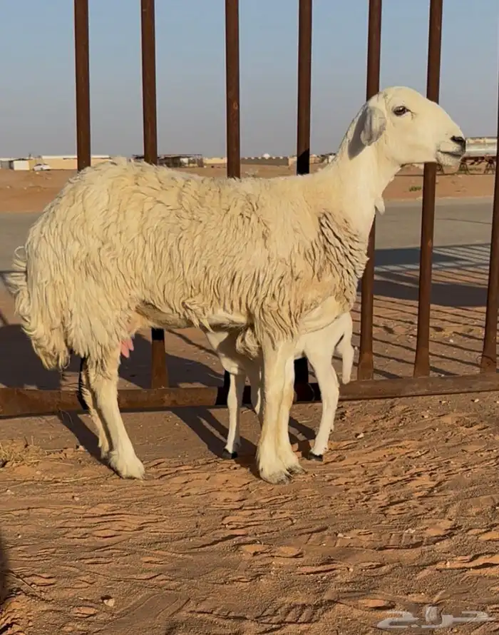 للبيع رغوث ثنيه 0