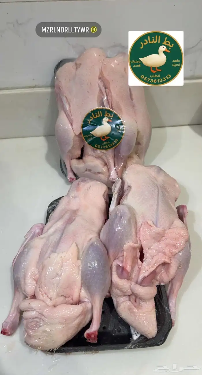 بط بكيني فروج 0
