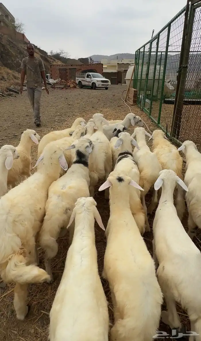 طليان ورخال 0