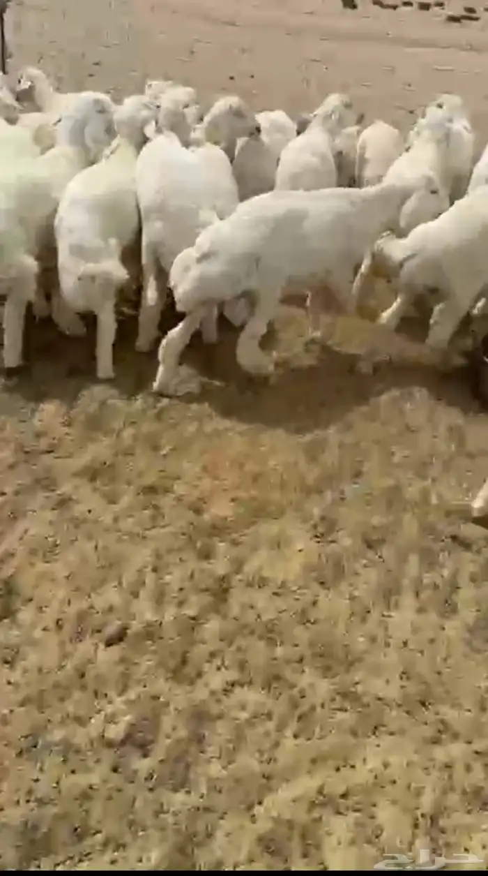 طليان حري بهم 4