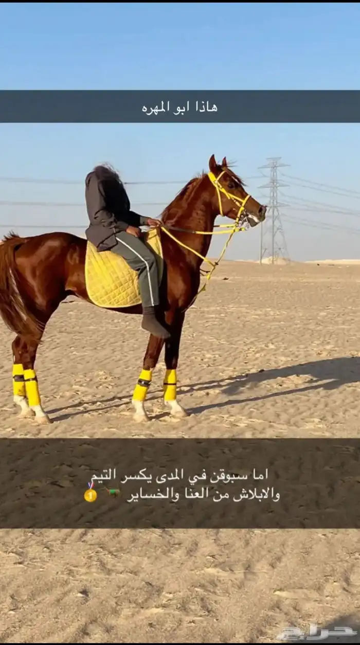 للبيع فرس مع بنتها 0