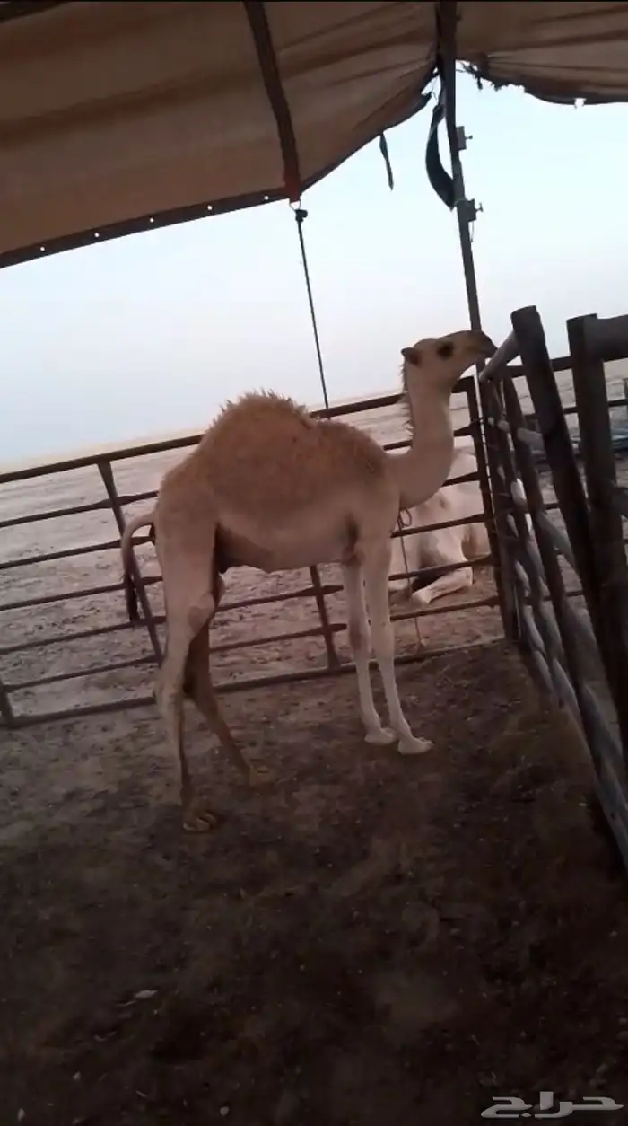 حيران قعدان اوضح ومجهم 0