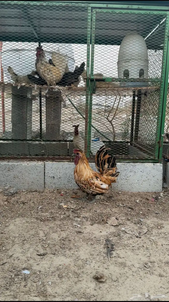 ديك حباحب تايقر ملكي 0