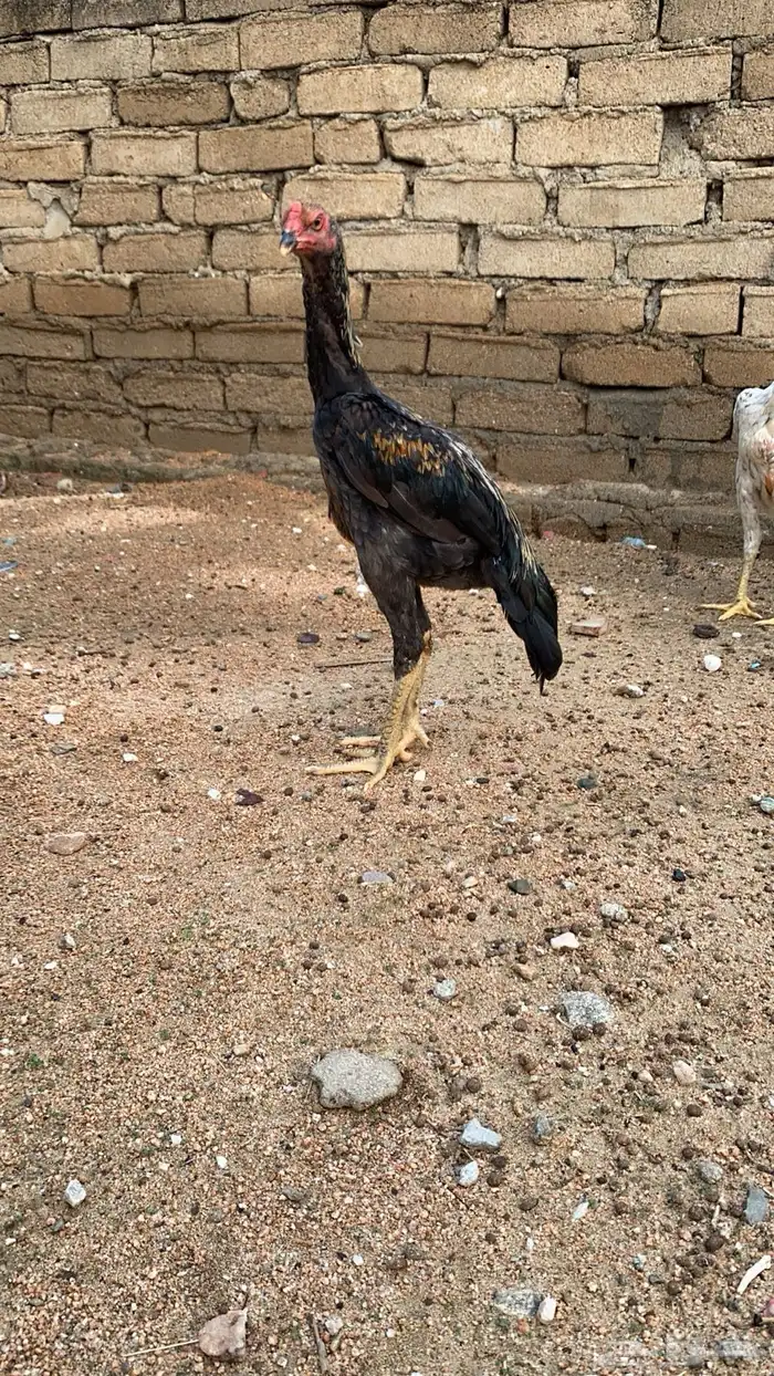 فروخ شامو الماني 0