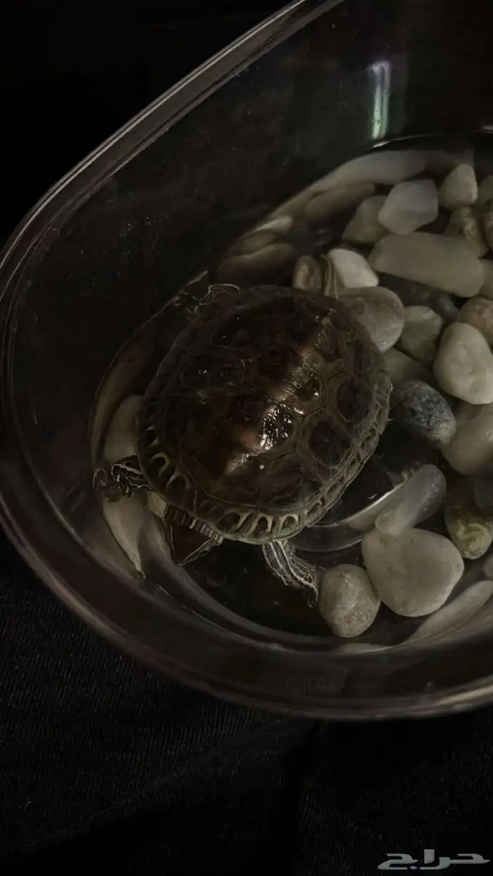 سحلفة  للبيع 2