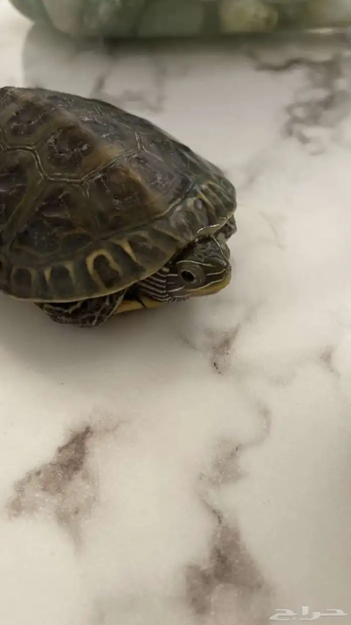 سحلفة  للبيع 0