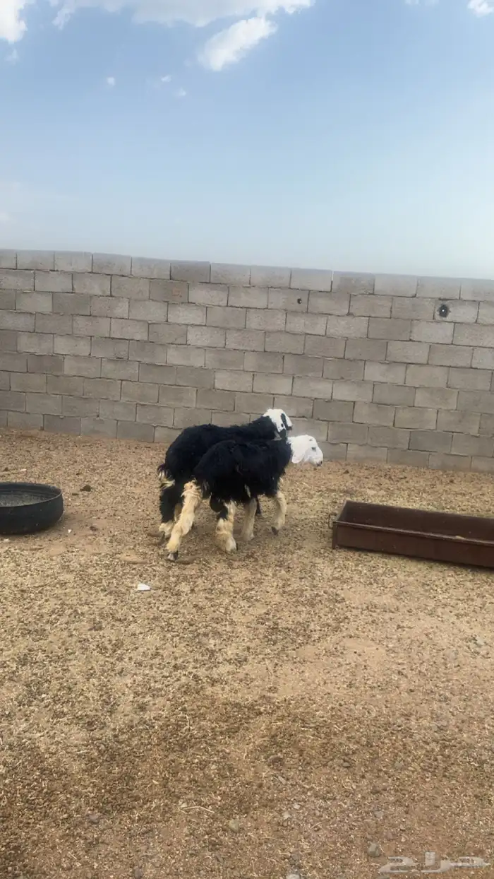 يوجد طليان العدد ثنين عمرهنا 5 شهور 0