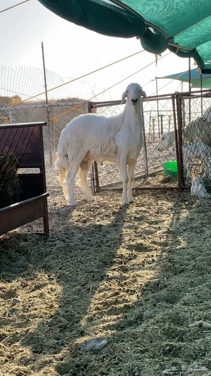 طلي حري جذع صنف 3