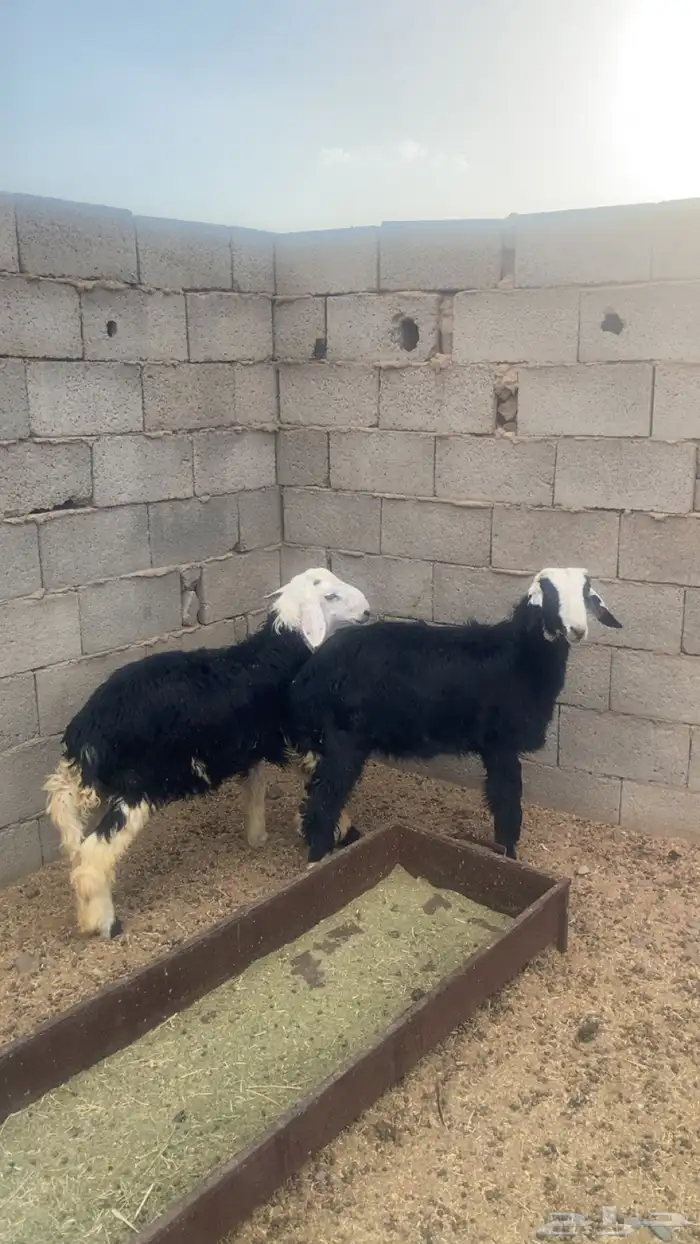 يوجد طليان العدد ثنين عمرهنا 5 شهور 2