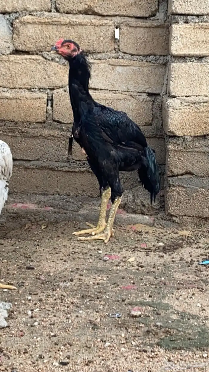 فروخ شامو الماني 1