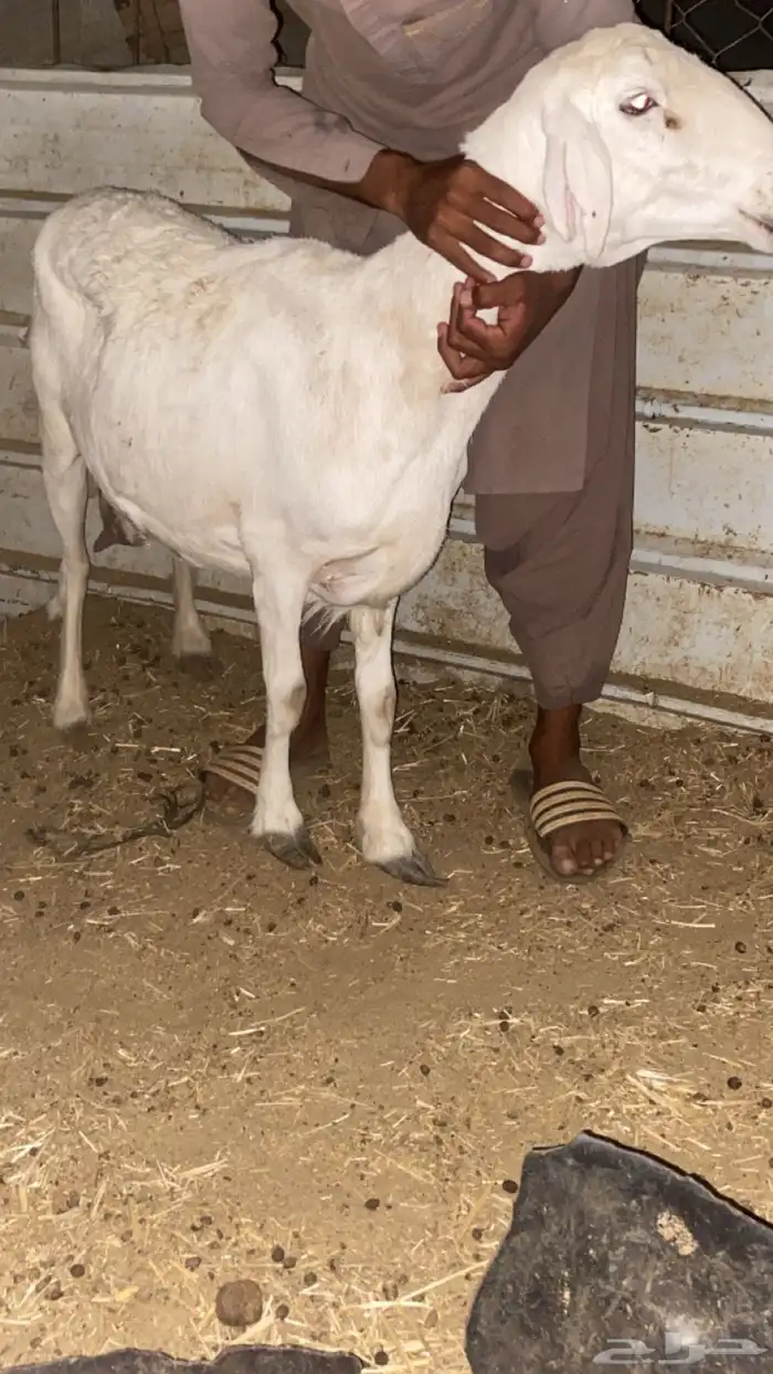 نعجة حريه حايل 1