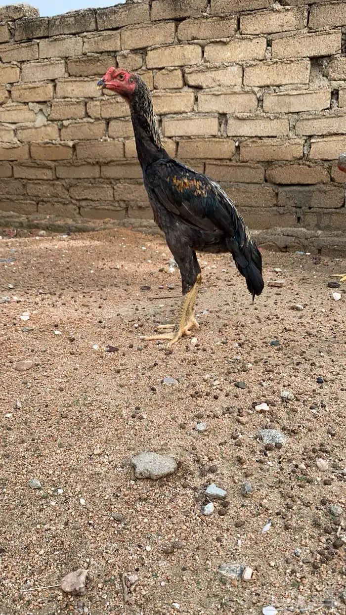 فروخ شامو الماني 2