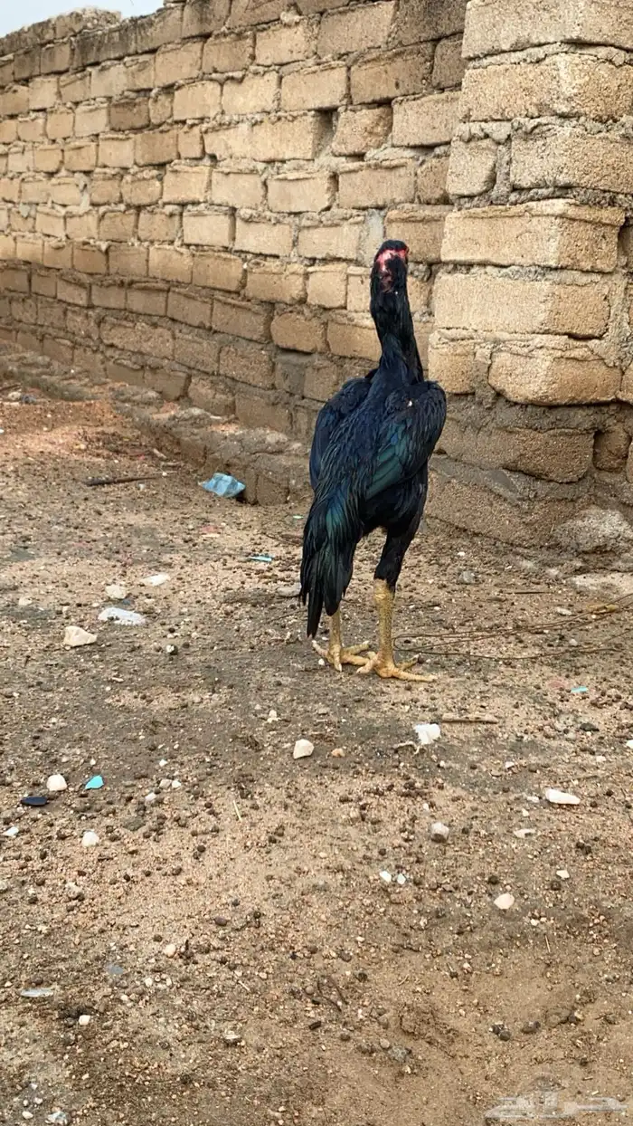فروخ شامو الماني 3
