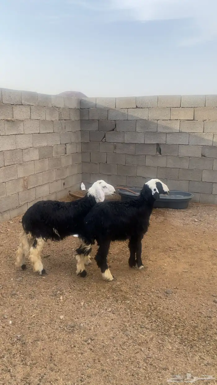 يوجد طليان العدد ثنين عمرهنا 5 شهور 1