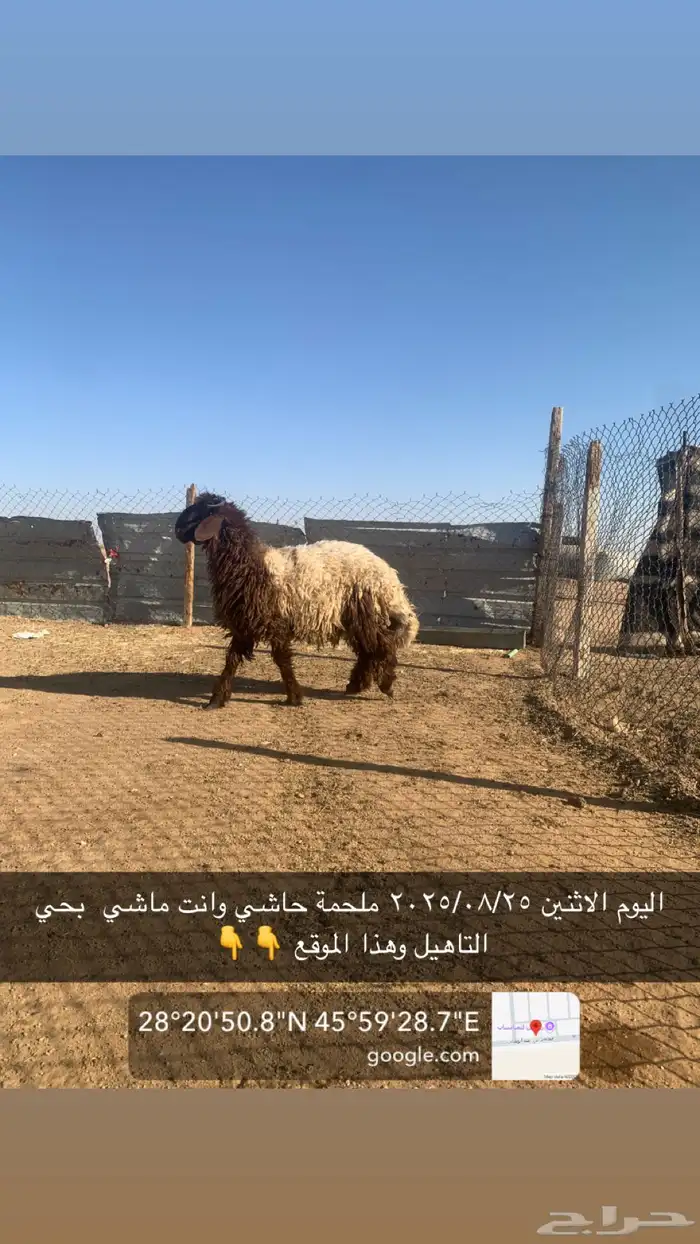 خروف طيب موجود بالملحمة 1