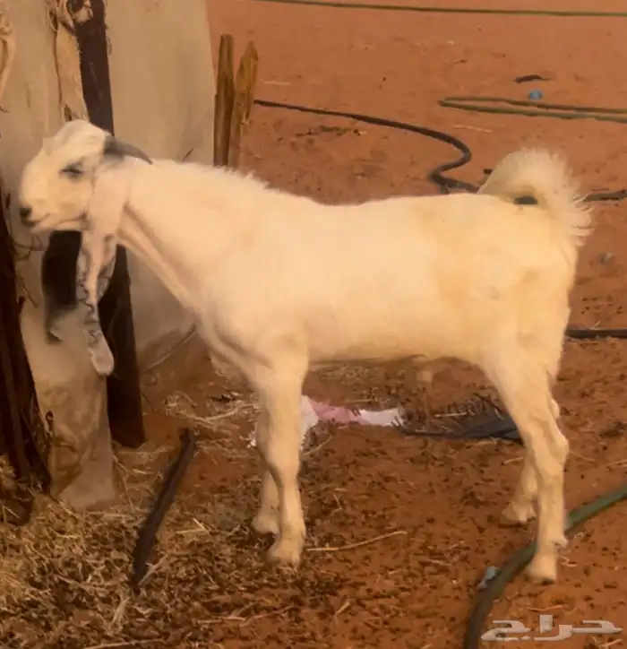 تيس ابيض فاخر طيب 0