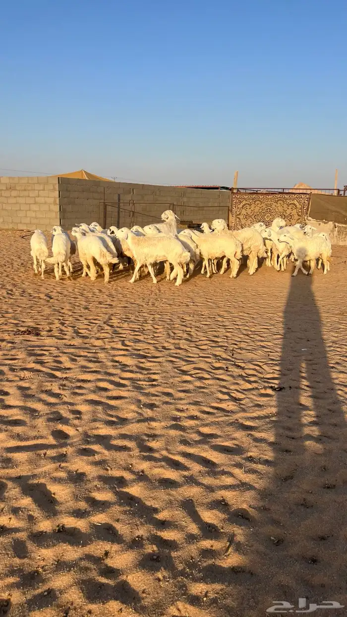 غنم رخال حريات حرش 27راس مراح 3