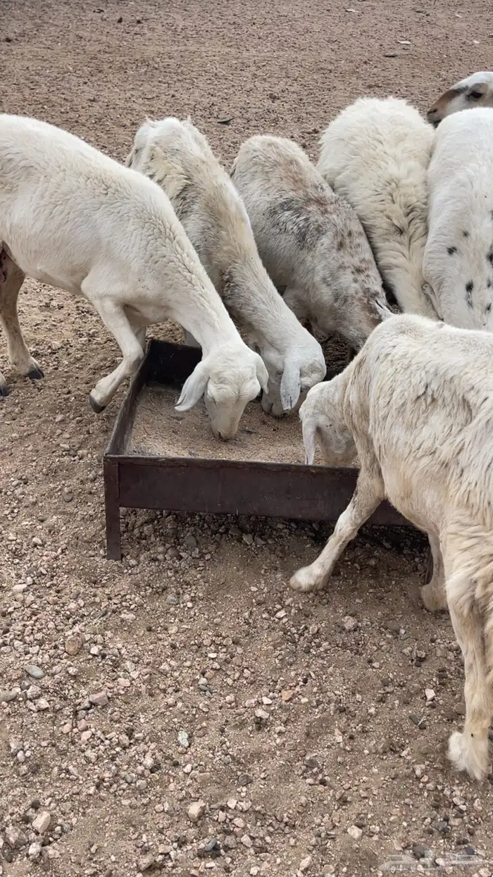 السلام عليكم غنم حريات ورفد 3