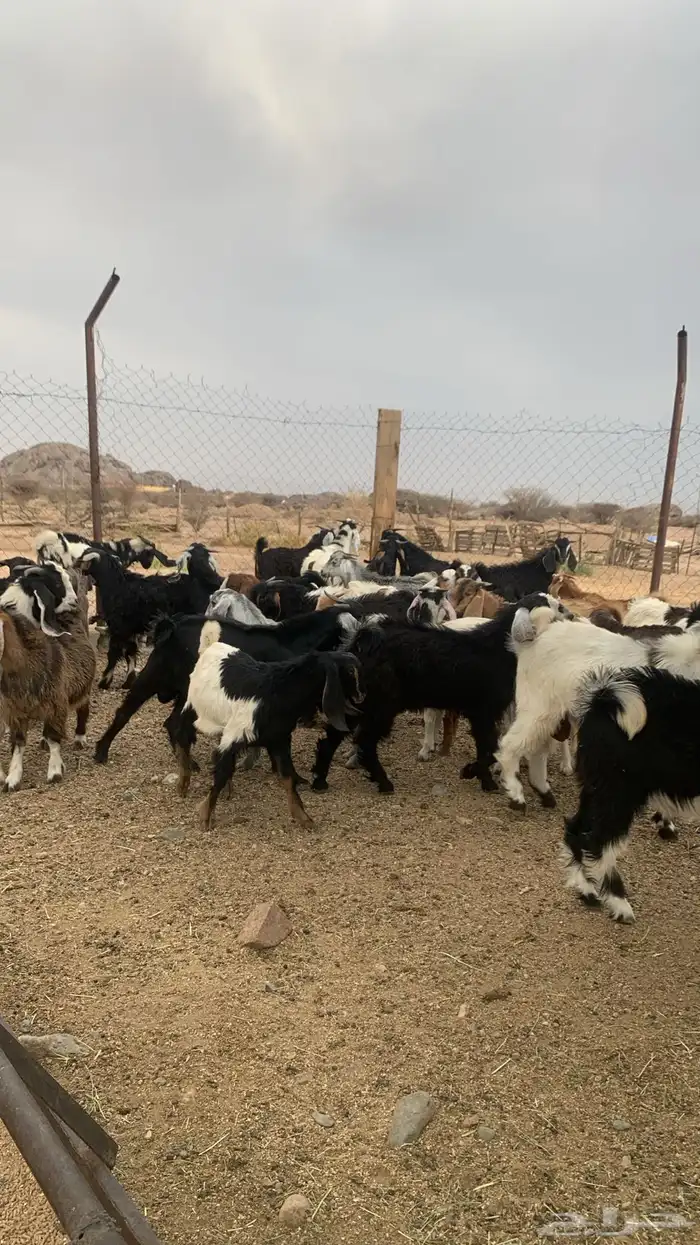 للبيع تيوس كفوور مغلقه مشروطه العدد 34 1