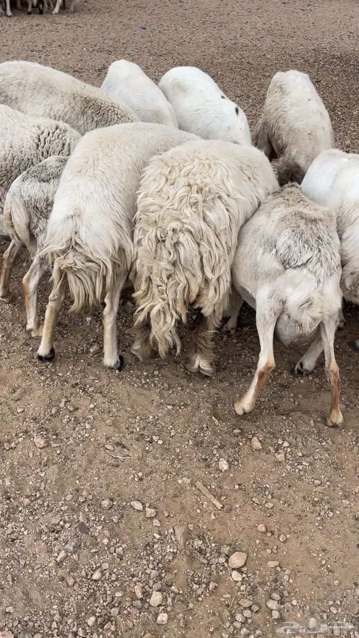السلام عليكم غنم حريات ورفد 2