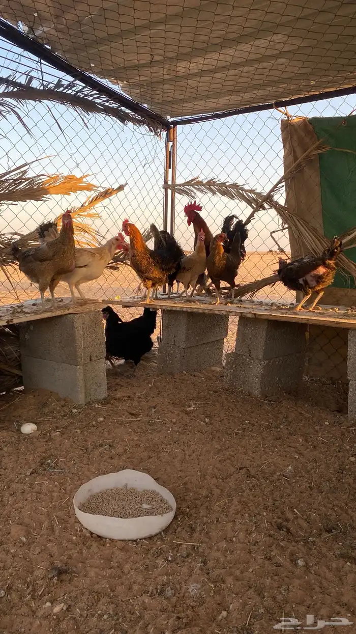 دجاج للبيع 1