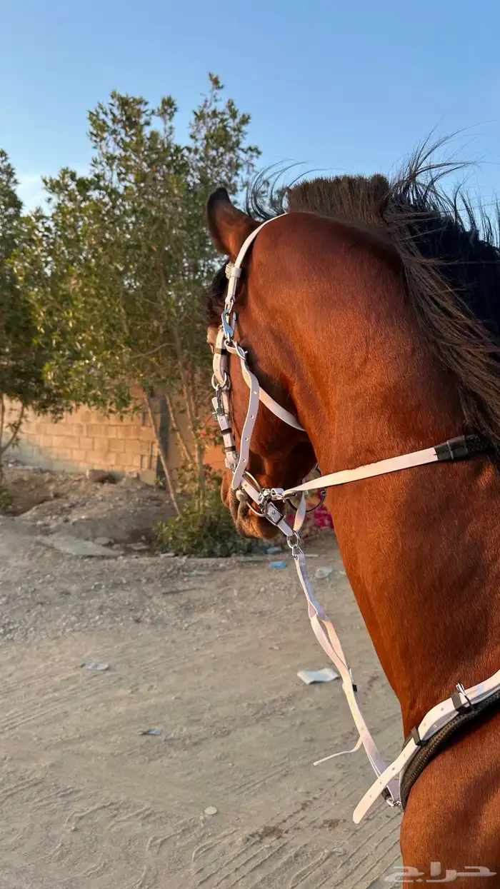 حصان واهو 3