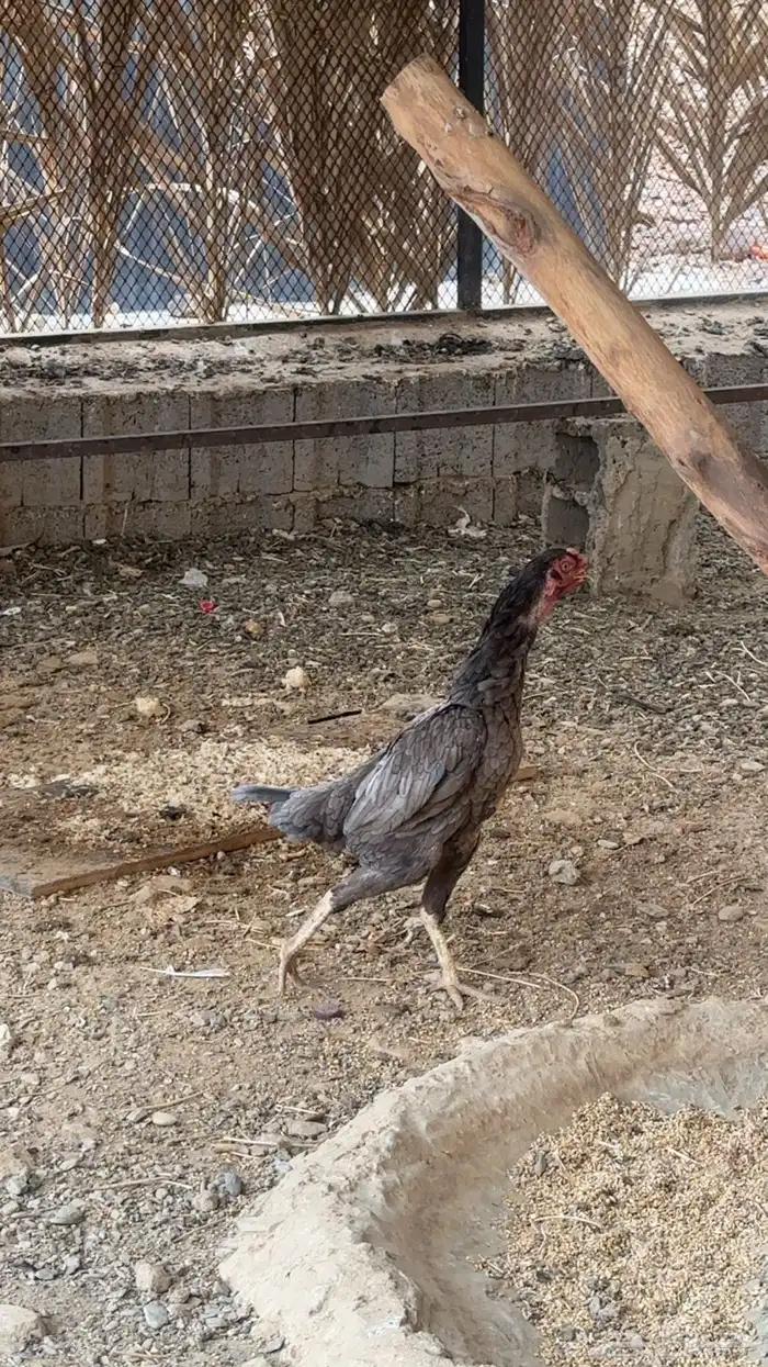 دجاجة باكستانية سنديه 2
