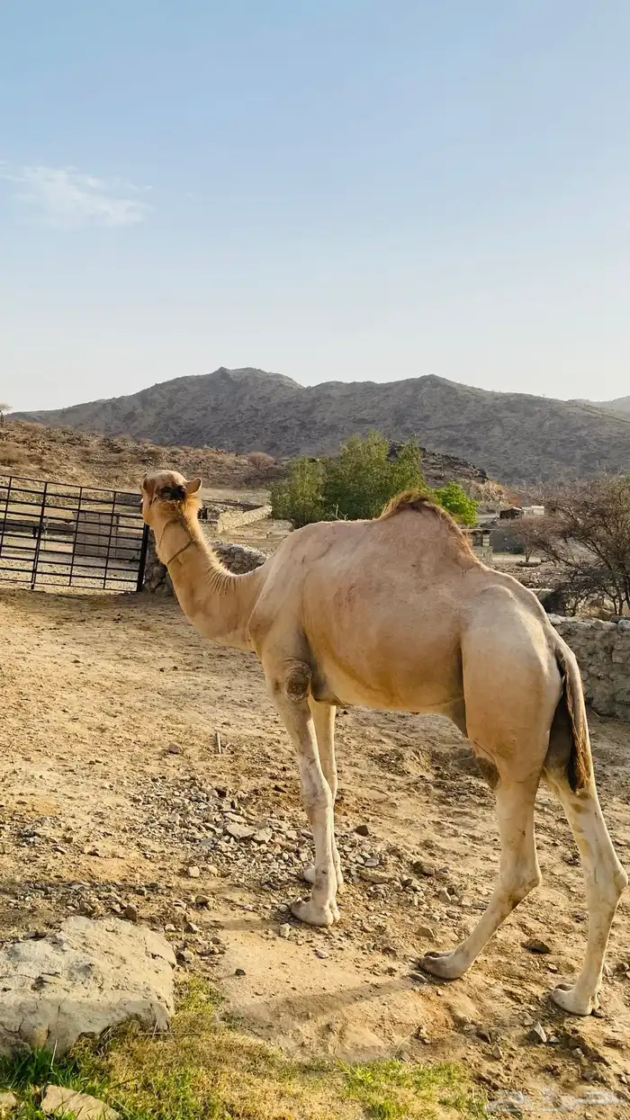 بعير 1