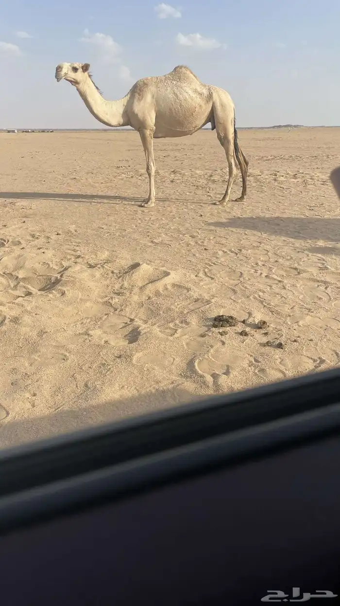 عشراء شقحاء كفو 1
