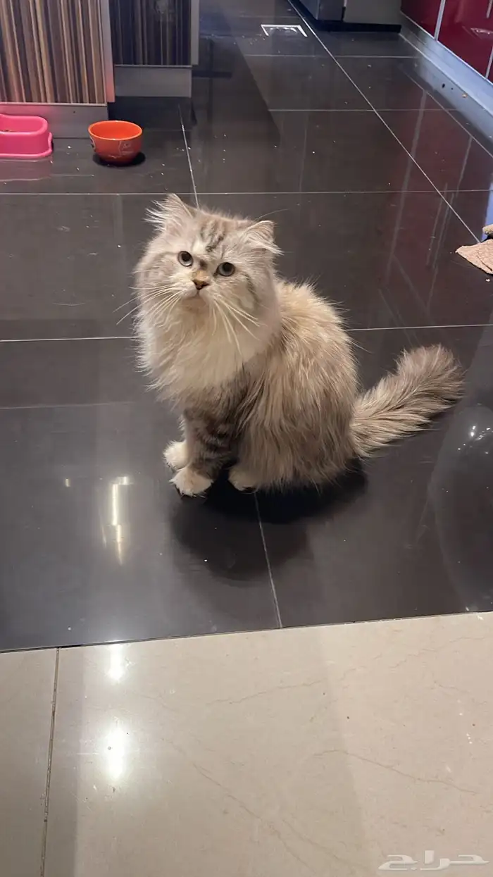 قط للتبني والاغراض للبيع 0