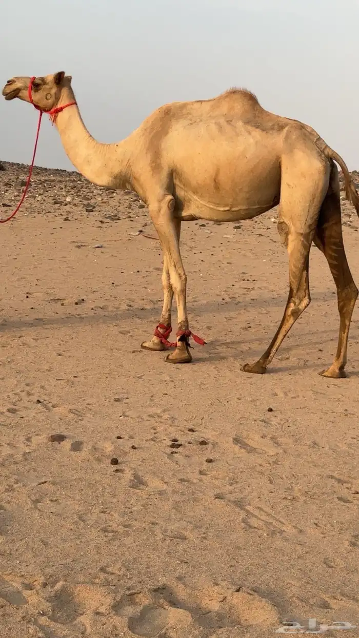 ناقه بنت الغطاس لقحه تلد من شاهين 3