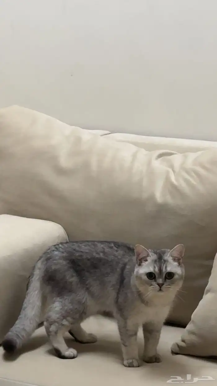 قط ذكر سكوتش ستريت 2