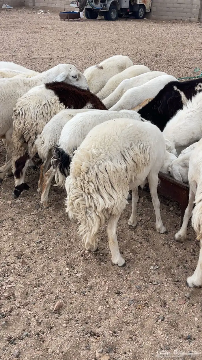 السلام عليكم غنم حريات ورفد 5