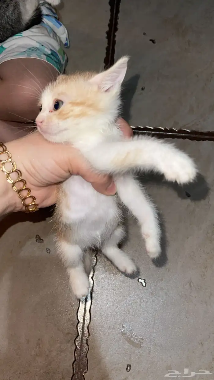 قطط. تبني 2