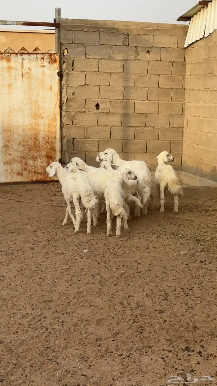 طليان اعمارها متفاوته 1