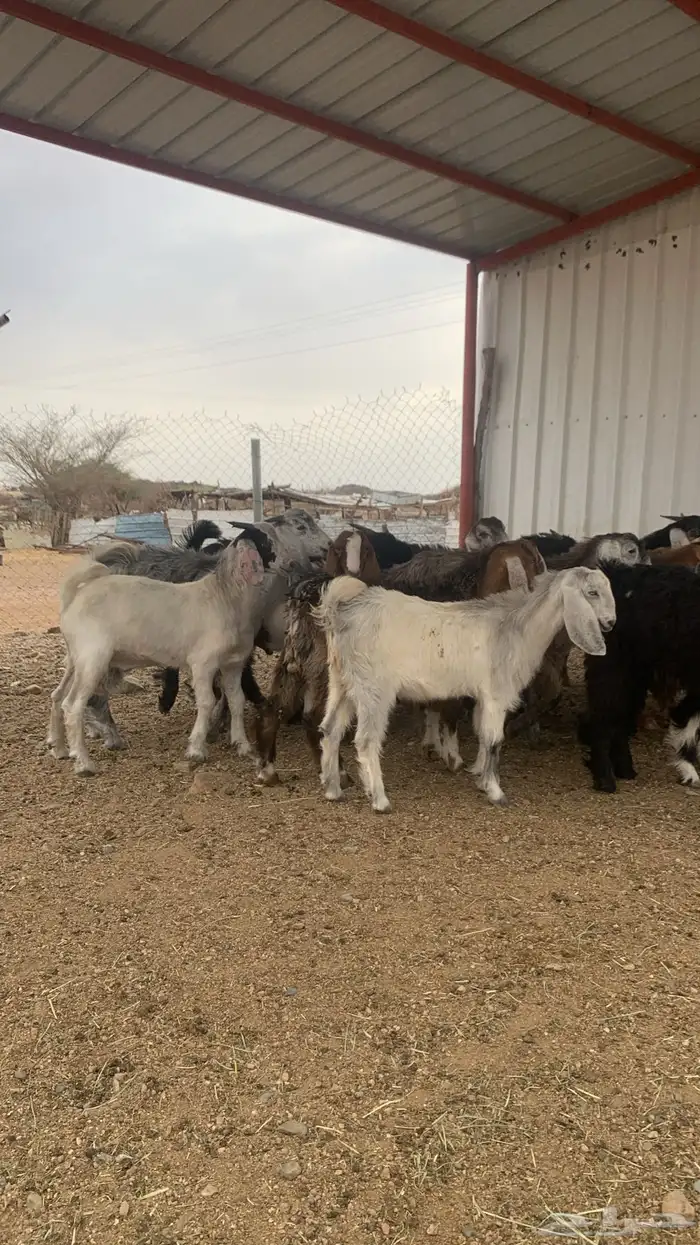 للبيع تيوس كفوور مغلقه مشروطه العدد 34 4