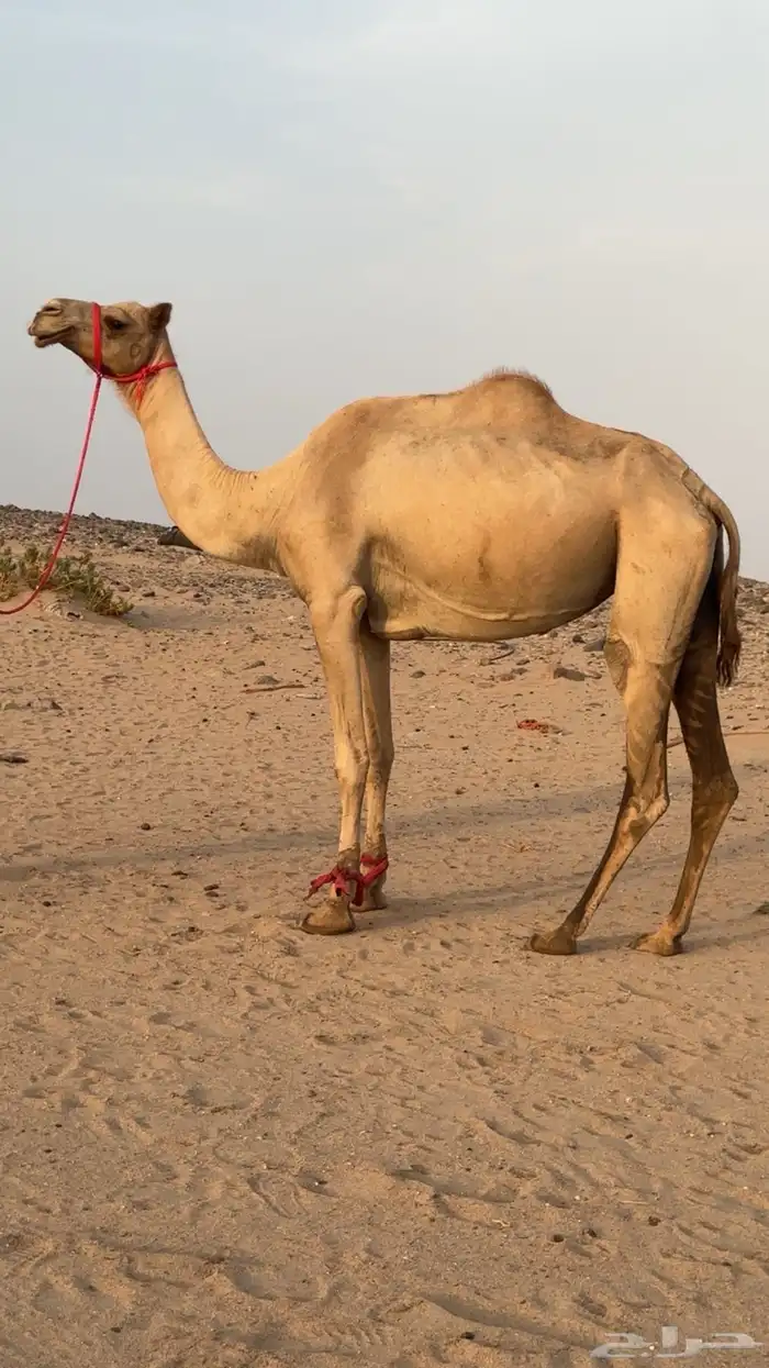 ناقه بنت الغطاس لقحه تلد من شاهين 1