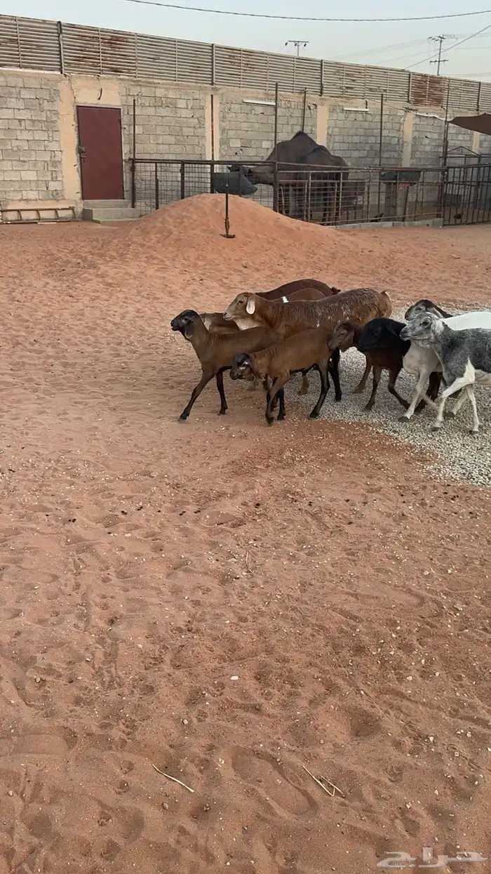 غنم برابر 4