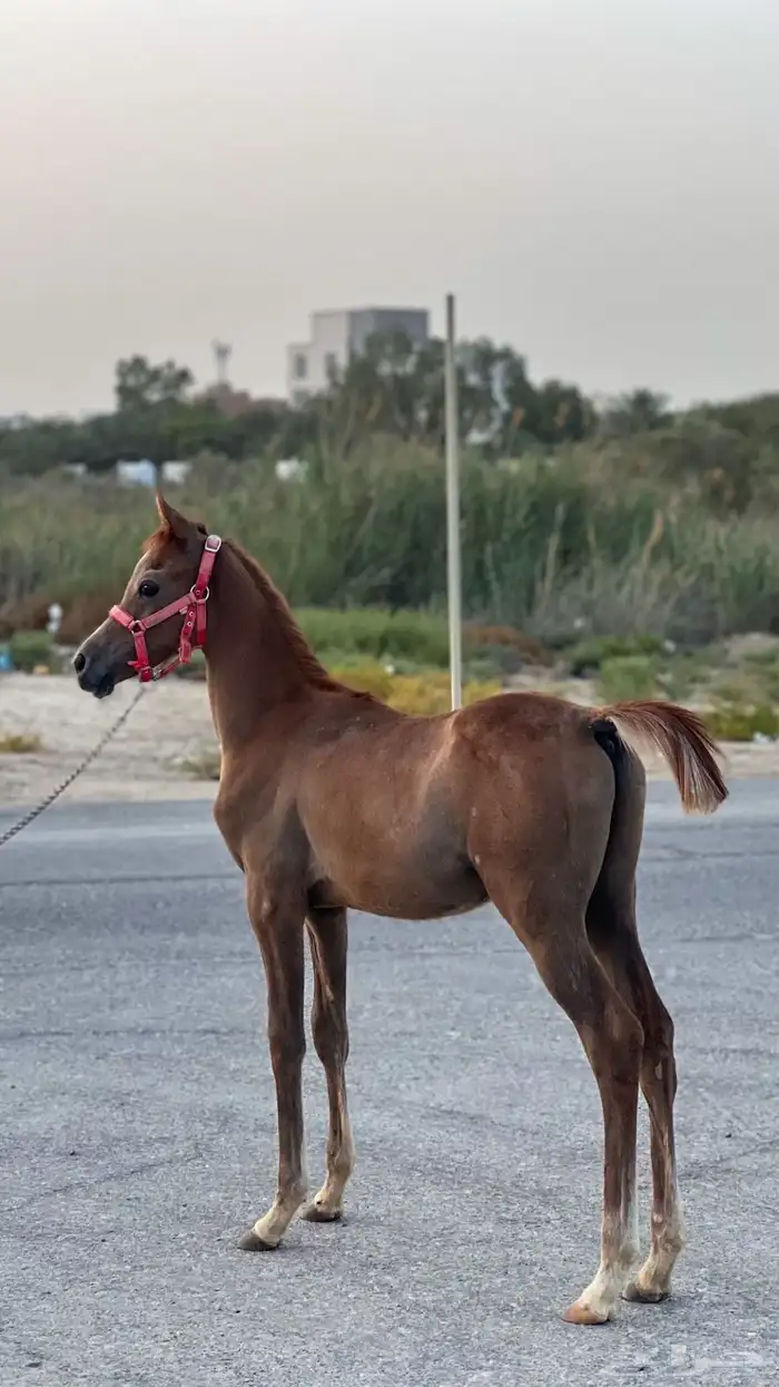 مهر مصري بيور 1