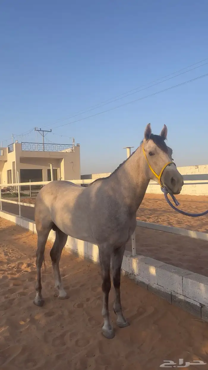 حصان جزيري شعبي 4