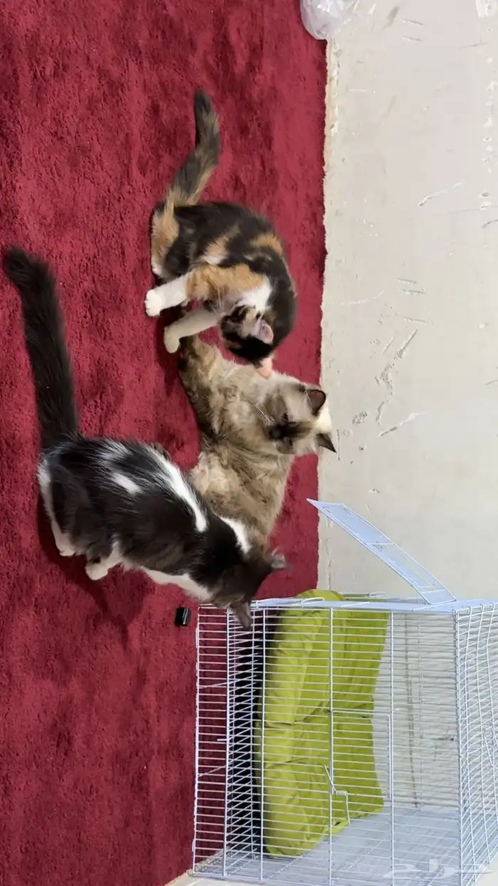 3 قطط للتبني ام وعيالها الأم نوعها هملايا 4